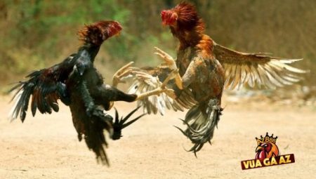 Vua Gà AZ: Điểm Đến Hấp Dẫn Cho Các Fan Đá Gà Trực Tuyến